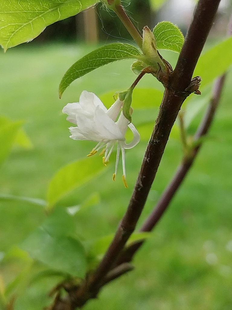 [LFR40] LONICERA FRAGRANTISSIMA (Pot 3 litres, 50-60 cm)