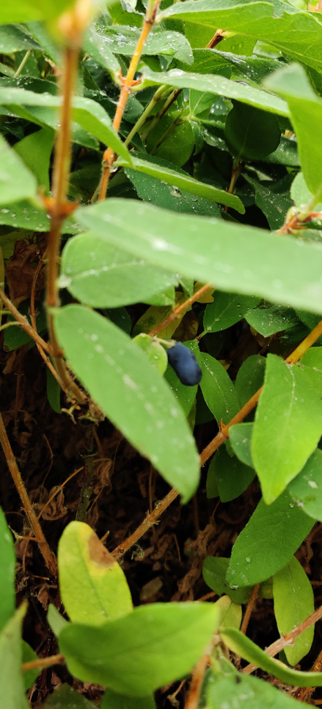 [LCKEI3] LONICERA KAMTSCHATICA 'EISBÄR®' (Pot 3 liter, 40-50 cm)