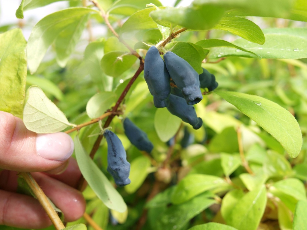 [LKEI40C3] LONICERA KAMTSCHATICA 'EISBÄR®' (Pot 3 liter, 40-50 cm)