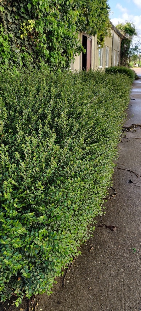 [LNEL1] LONICERA NITIDA 'ELEGANT' (Pot 9 cm, 20-25 cm)