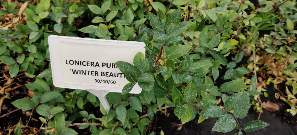 [LPWBE40] LONICERA PURPUSII 'WINTER BEAUTY' (Pot 3 liter, 40-50 cm)