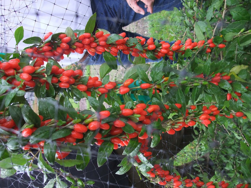 LYCIUM BARBARUM 'BIG LIFEBERRY®'