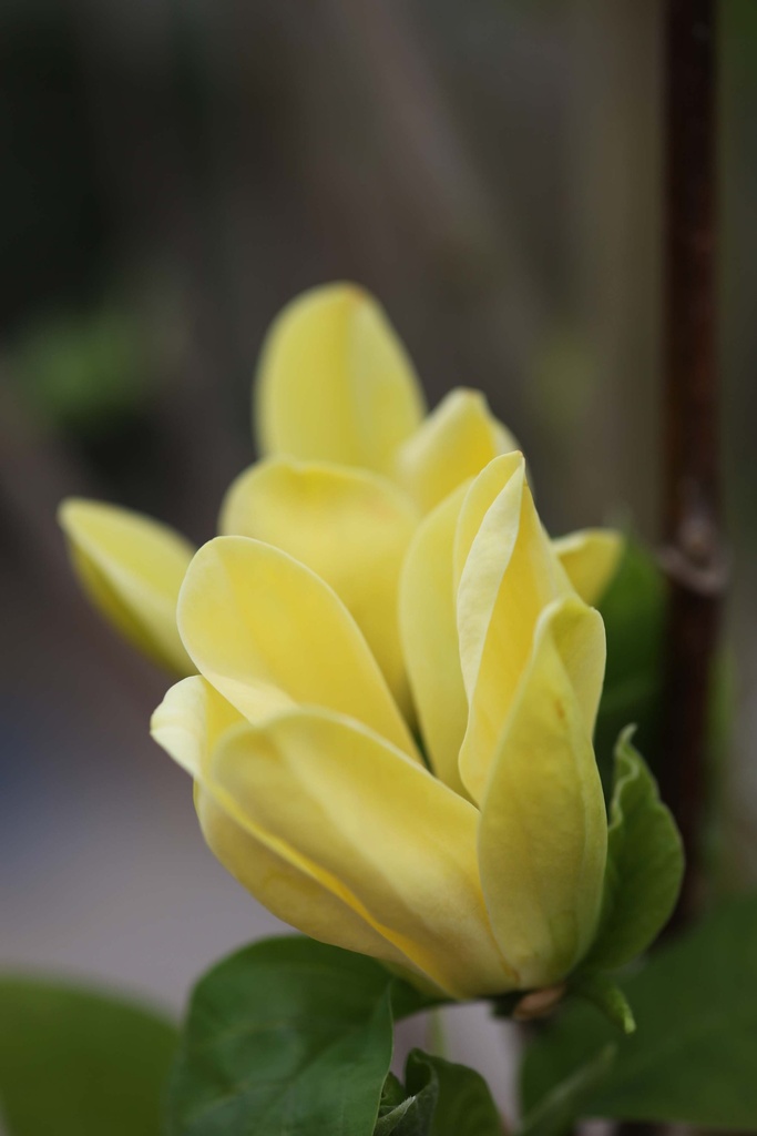 MAGNOLIA BROOKLYNENSIS 'YELLOW BIRD'