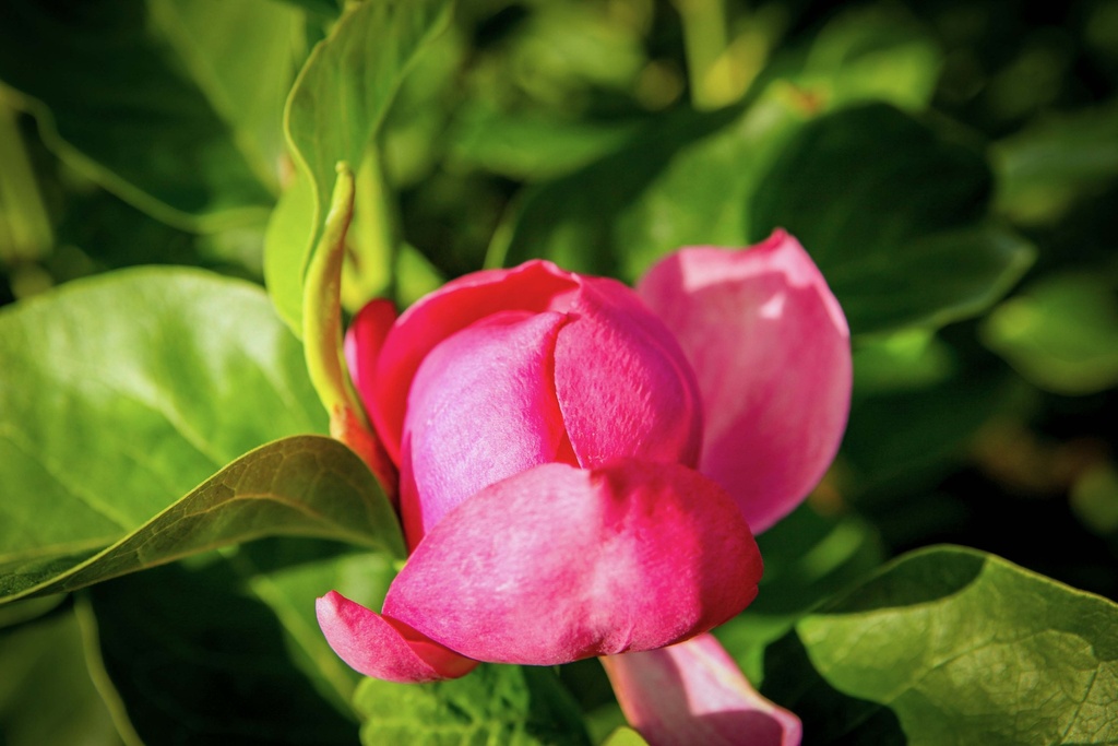 MAGNOLIA 'CLEOPATRA'