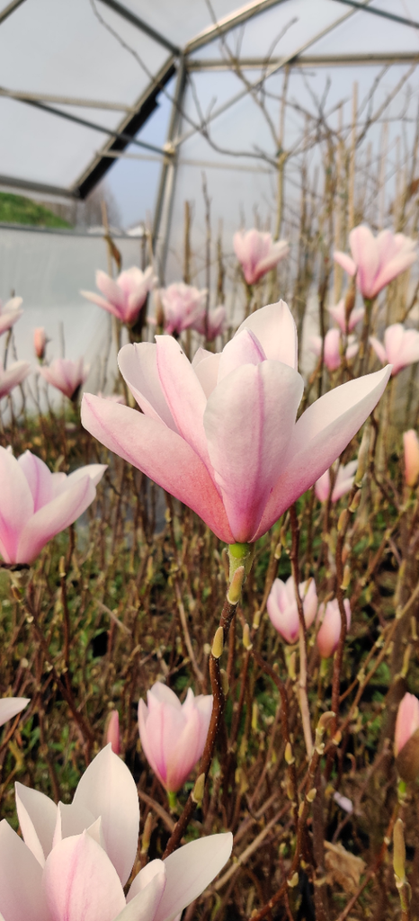 [MHSC100] MAGNOLIA 'HEAVEN SCENT' (Pot, 100-125 cm)