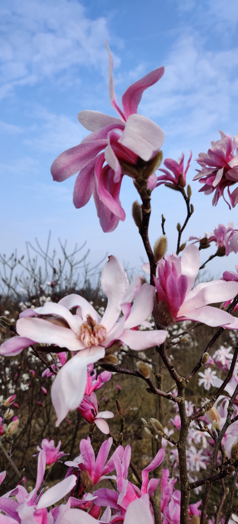 [MLLME80P] MAGNOLIA LOEBNERI 'LEONARD MESSEL' (Pot, 80-100 cm)
