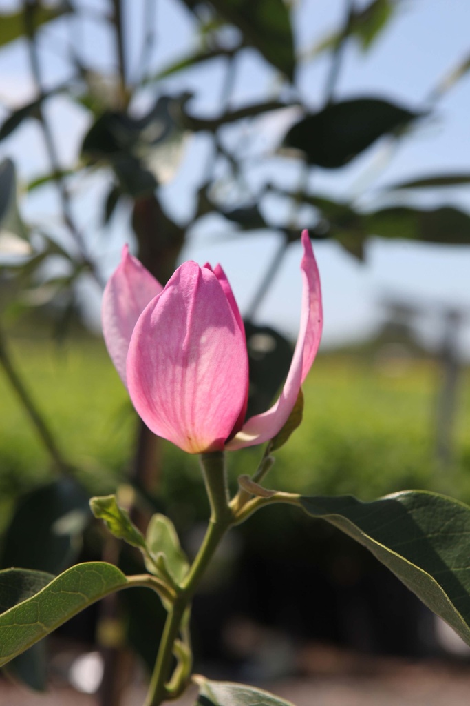 MAGNOLIA PINK PYRAMID