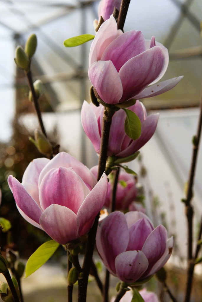 MAGNOLIA 'SATISFACTION'