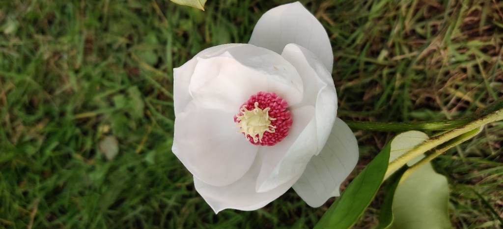 MAGNOLIA SIEBOLDII