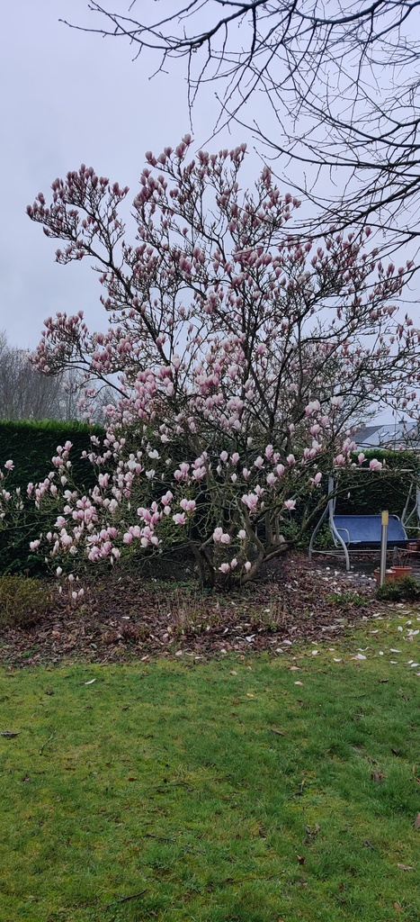 [MSO100] MAGNOLIA SOULANGEANA (Pot, 100-125 cm)