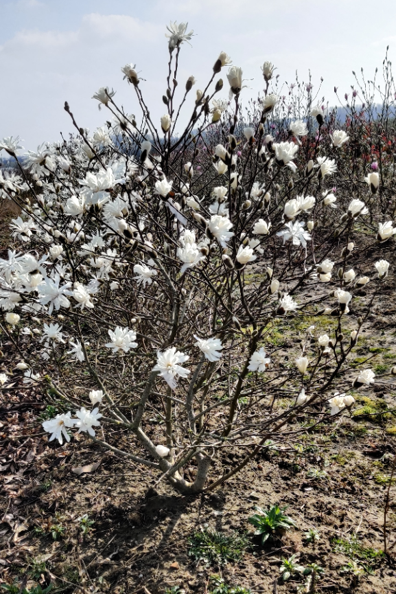 MAGNOLIA STELLATA