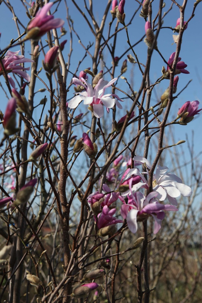 MAGNOLIA STELLATA 'ROSEA'