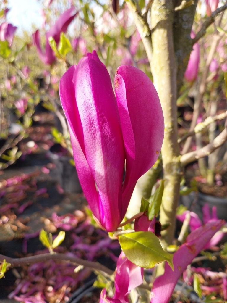 [MSU50] MAGNOLIA 'SUSAN' (Pot 3 liter, 40-50 cm)