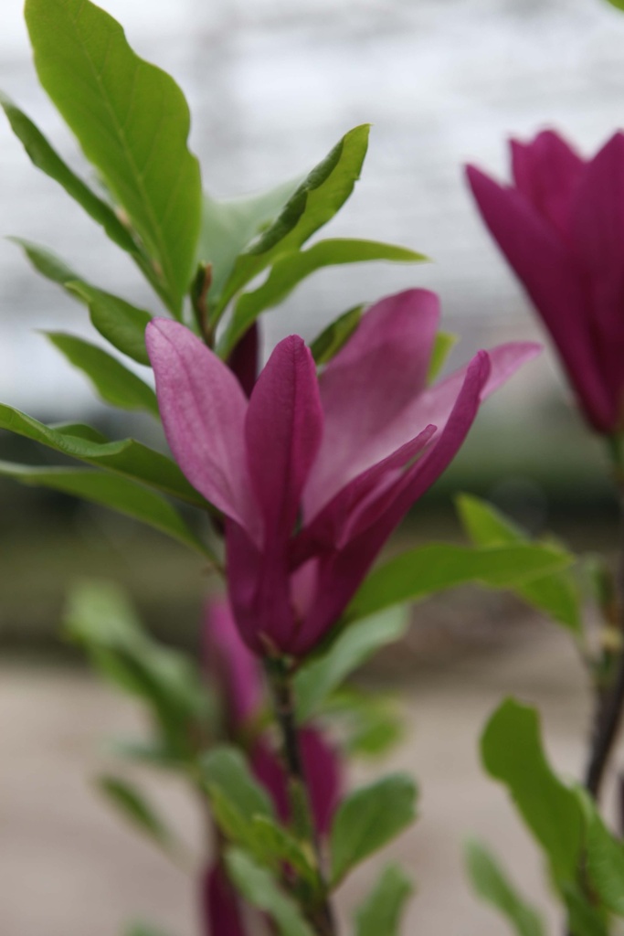 MAGNOLIA 'SUSAN'