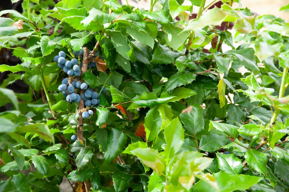 [MAQ30] MAHONIA AQUIFOLIUM (Pot 3 liter, 30-40 cm)