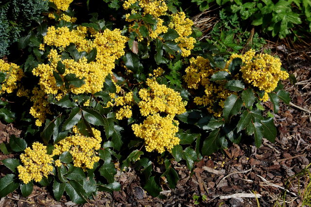 MAHONIA AQUIFOLIUM 'APOLLO'