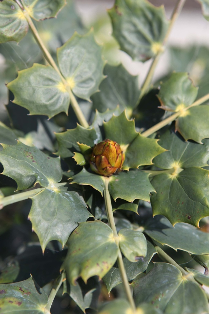 MAHONIA JAPONICA 'HIVERNANT'