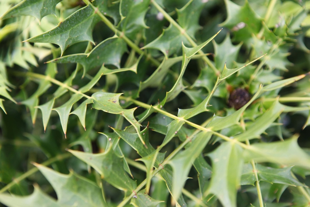 MAHONIA MEDIA 'CHARITY'