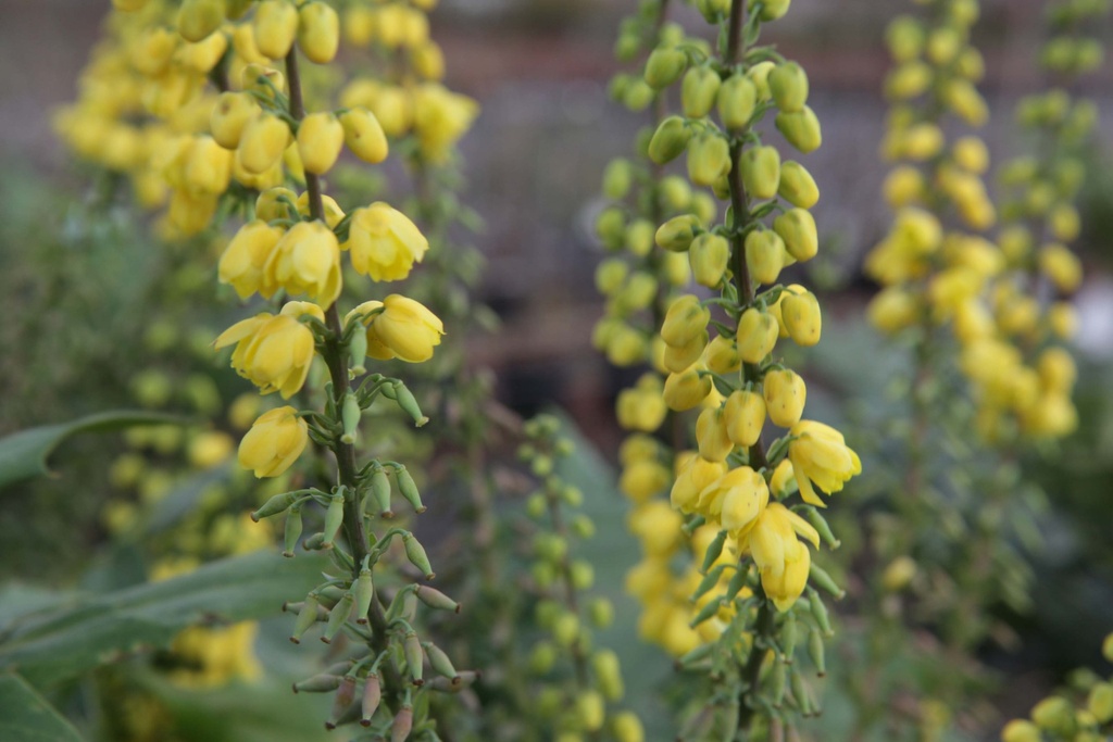 MAHONIA MEDIA 'WINTER SUN'