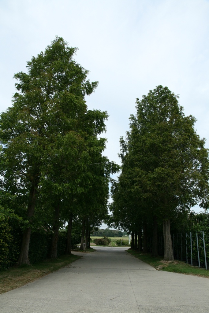 [MGL125] METASEQUOIA GLYPTOSTROBOIDES (125-150 cm)