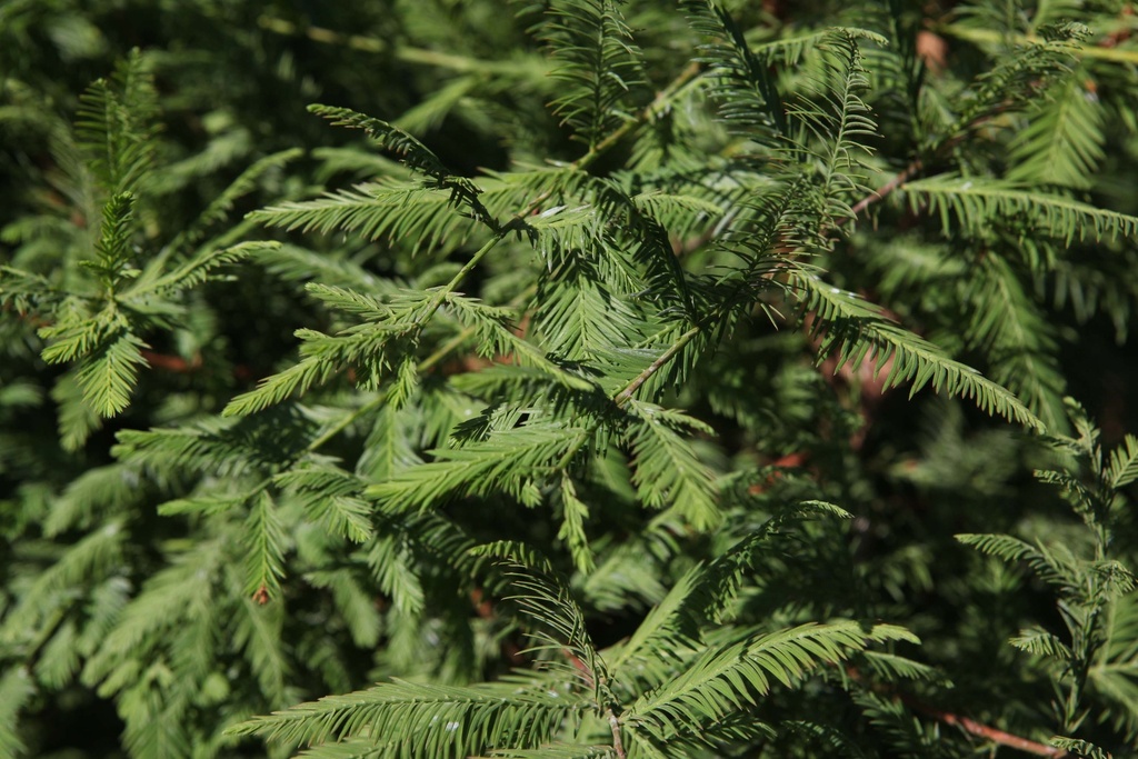 METASEQUOIA GLYPTOSTROBOIDES