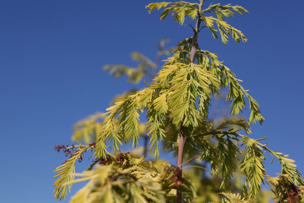 METASEQUOIA GLYPTOSTROBOIDES 'GOLDRUSH'
