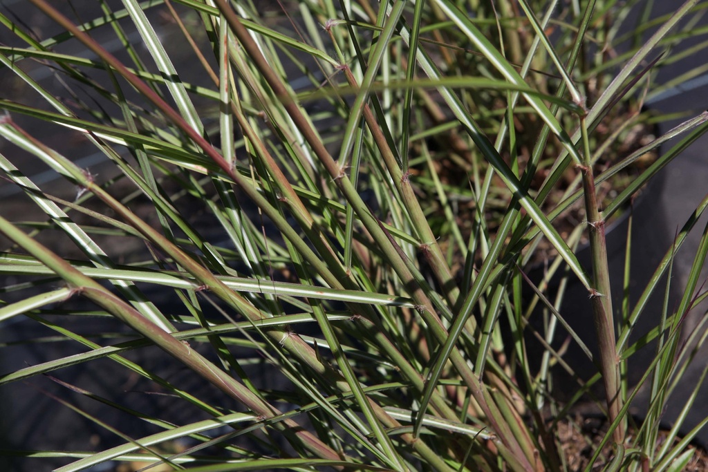MISCANTHUS SINENSIS 'FERNER OSTEN'