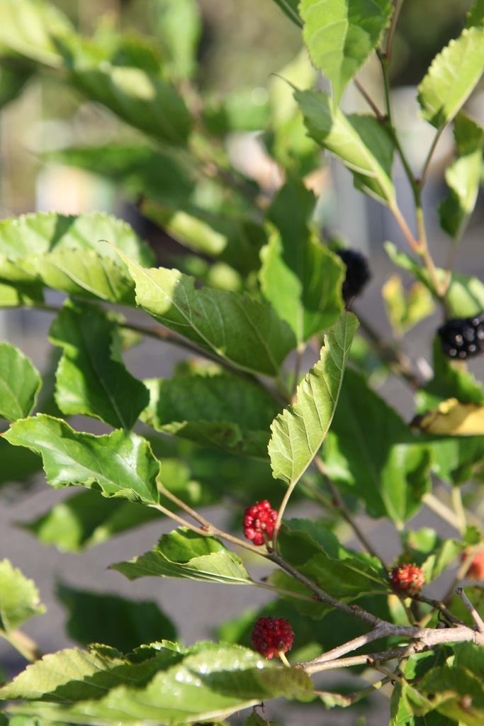 [xx] MORUS ROTUNDILOBA MOJO BERRY (Pot 3 litres, 40-50 cm)