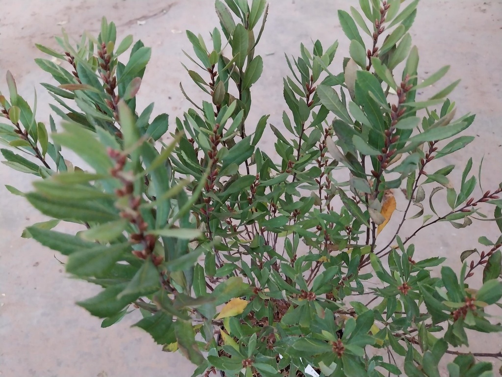 [MGA3] MYRICA GALE (Pot 5 litres, 40-60 cm)