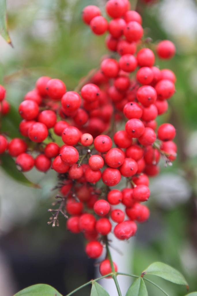 NANDINA DOMESTICA
