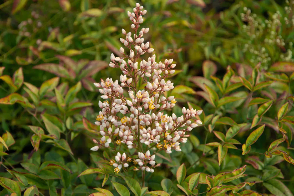 NANDINA DOMESTICA