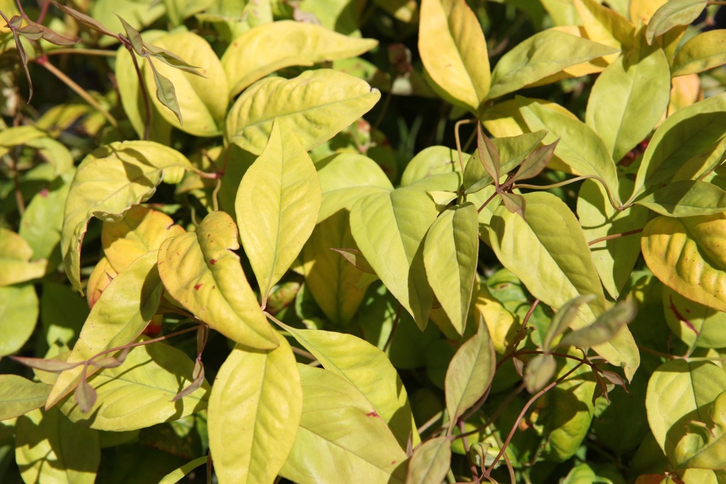NANDINA DOMESTICA 'FIRE POWER'