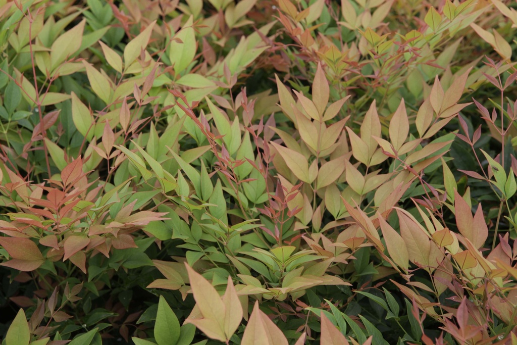 NANDINA DOMESTICA 'GULFSTREAM'