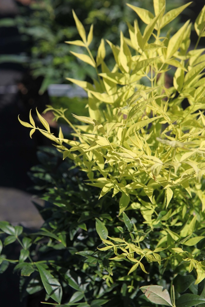 NANDINA DOMESTICA MAGICAL® LEMON LIME