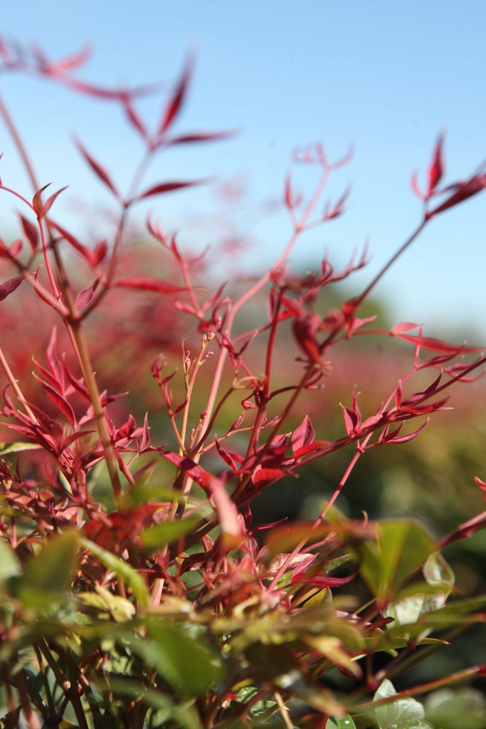 NANDINA DOMESTICA OBSESSED
