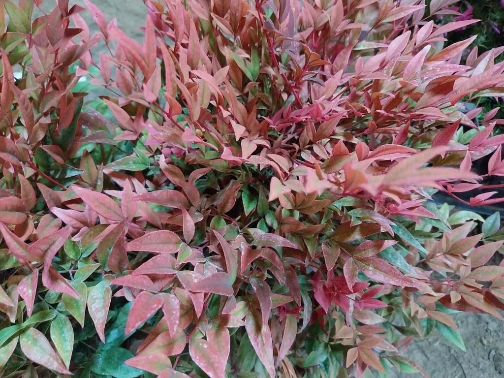 [NDOB30] NANDINA DOMESTICA OBSESSED (Pot 3 litres, 30-40 cm)