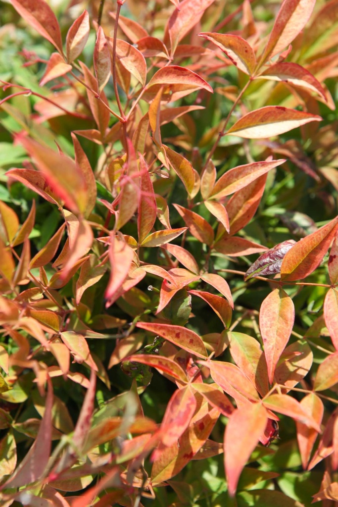 NANDINA DOMESTICA 'SIENNA SUNRISE'