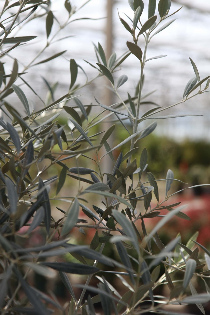OLEA EUROPAEA