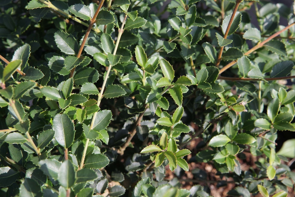 OSMANTHUS DELAVAYI