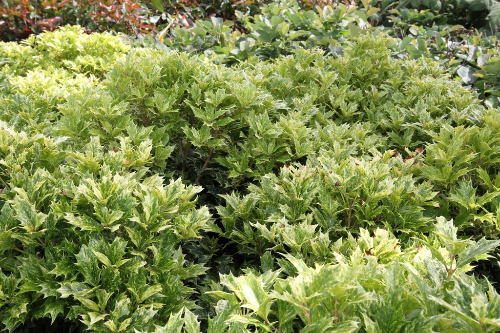 [OHGO25] OSMANTHUS HETEROPHYLLUS 'GOSHIKI' (Pot 2 liter, 20-30 cm)
