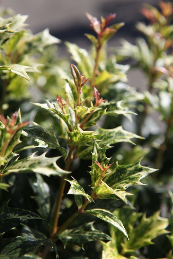 OSMANTHUS HETEROPHYLLUS 'GOSHIKI'