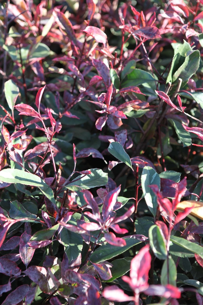 PAEONIA ITOH 'CORA LOUISE'