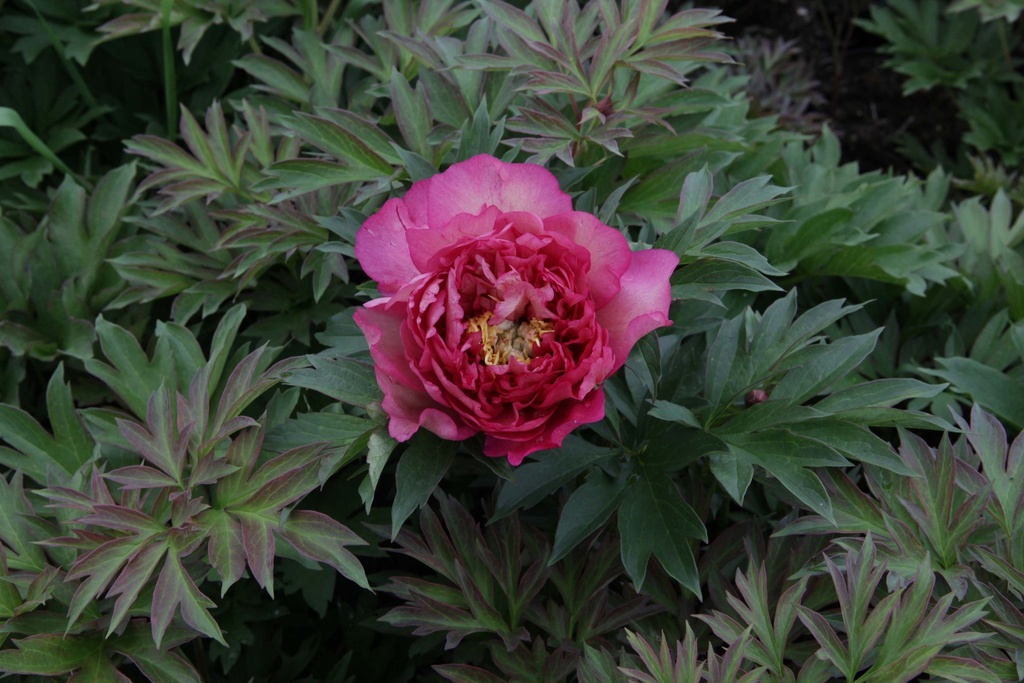 PAEONIA ITOH 'HILLARY'
