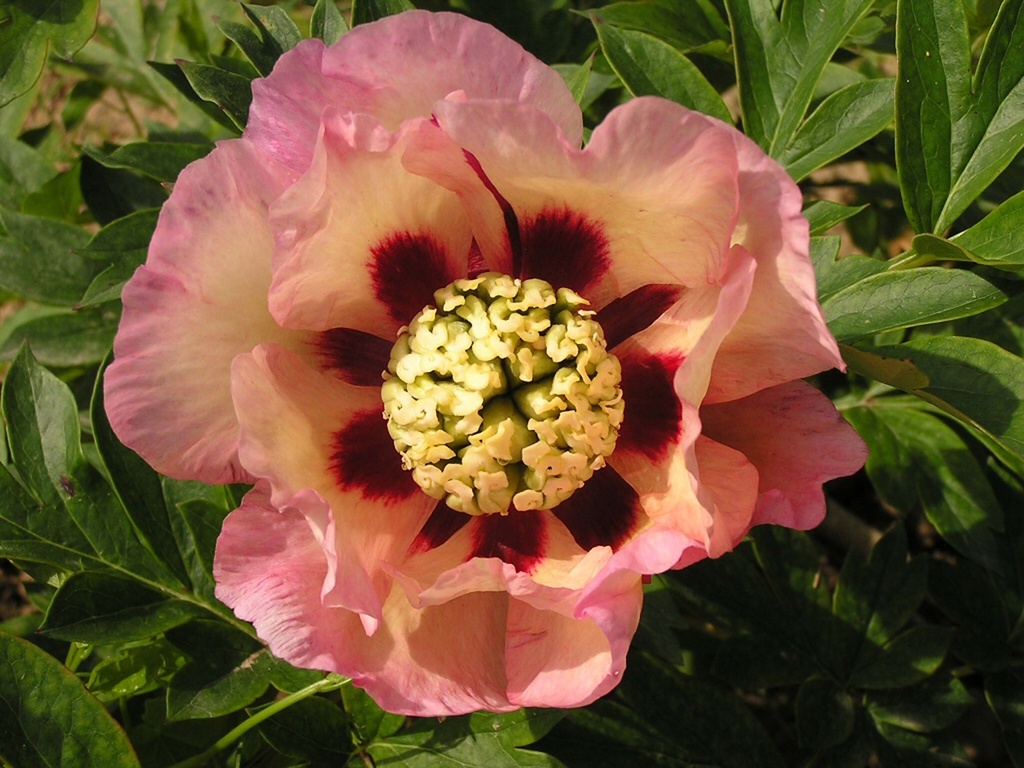PAEONIA ITOH 'PASTEL SPLENDOR'