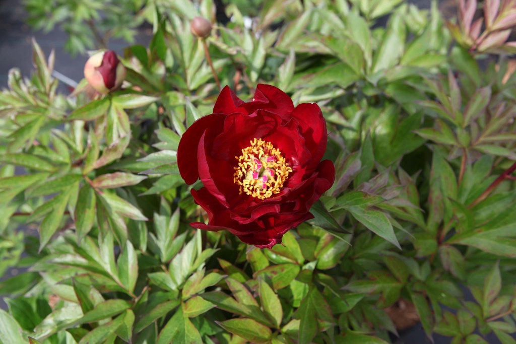 PAEONIA ITOH 'SCARLET HEAVEN'