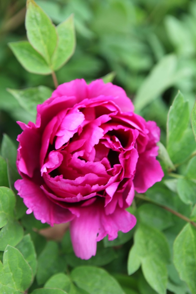 PAEONIA ROCKII 'PIN HONG'