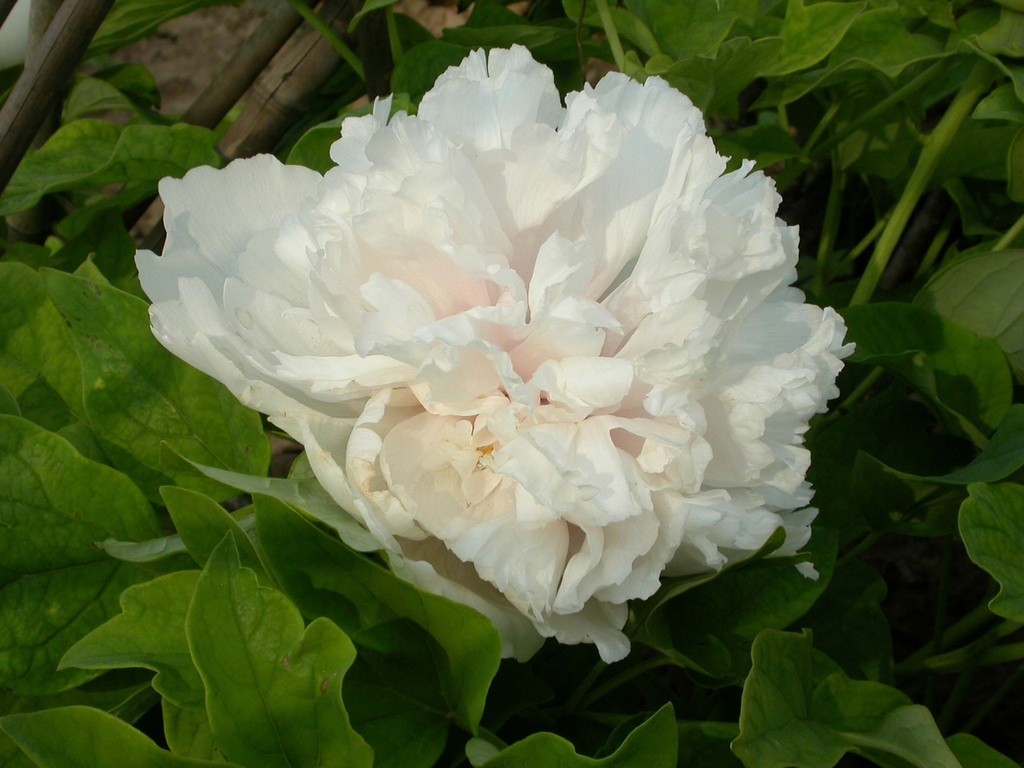 PAEONIA SUFFRUTICOSA 'XUE TA'