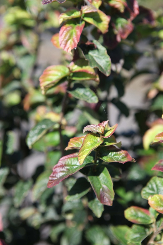 [xx] PARROTIA PERSICA PERSIAN SPIRE (Pot, 100-125 cm)