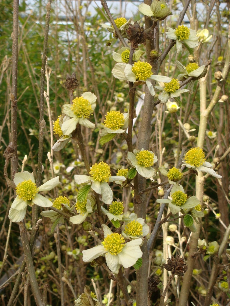 PARROTIOPSIS JACQUEMONTIANA