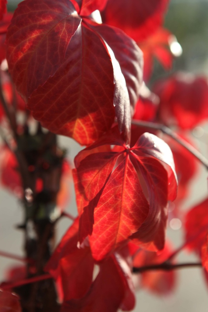 PARTHENOCISSUS QUINQUEFOLIA RED WALL®